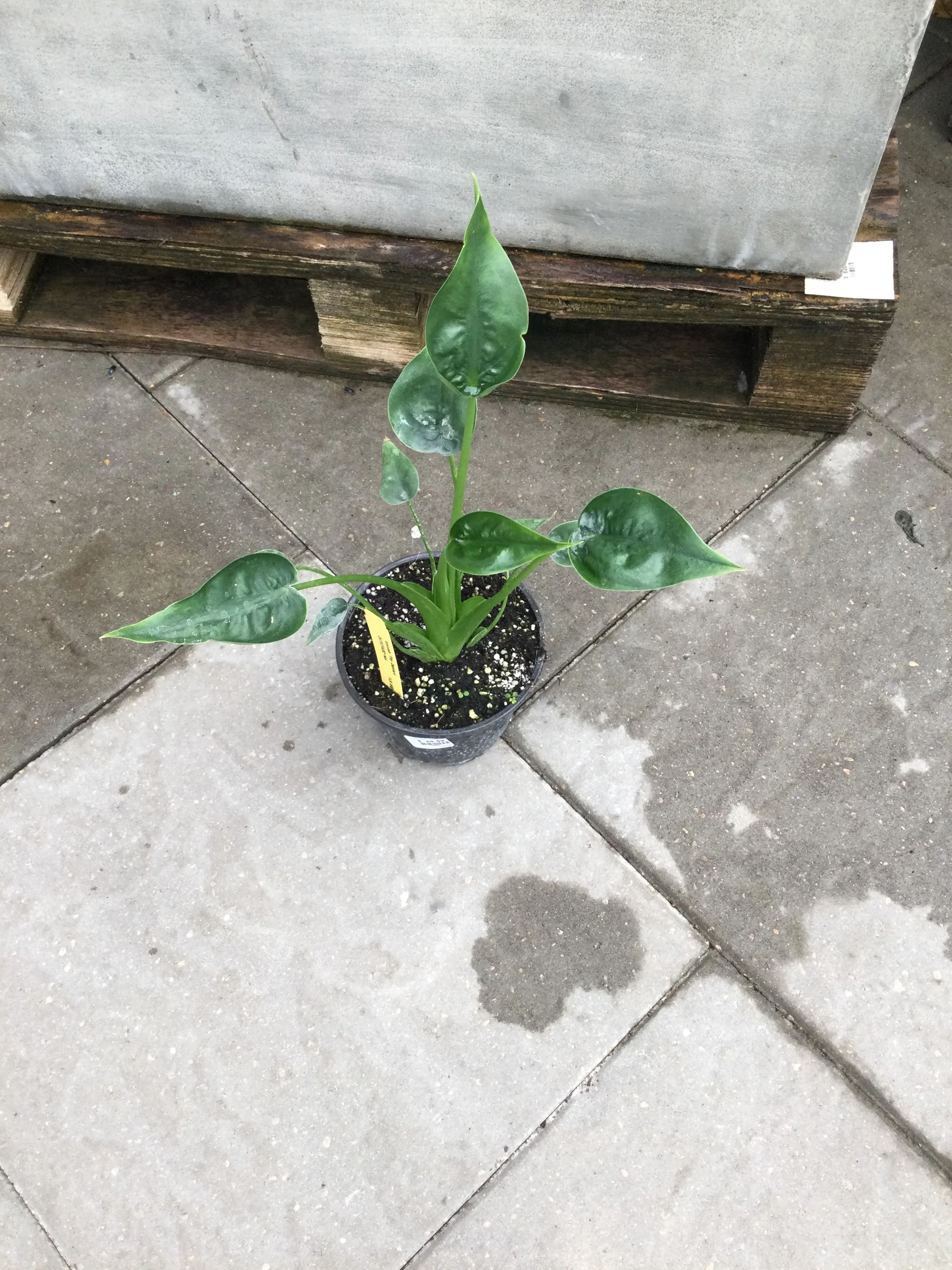 Alocasia Tiny Dancer