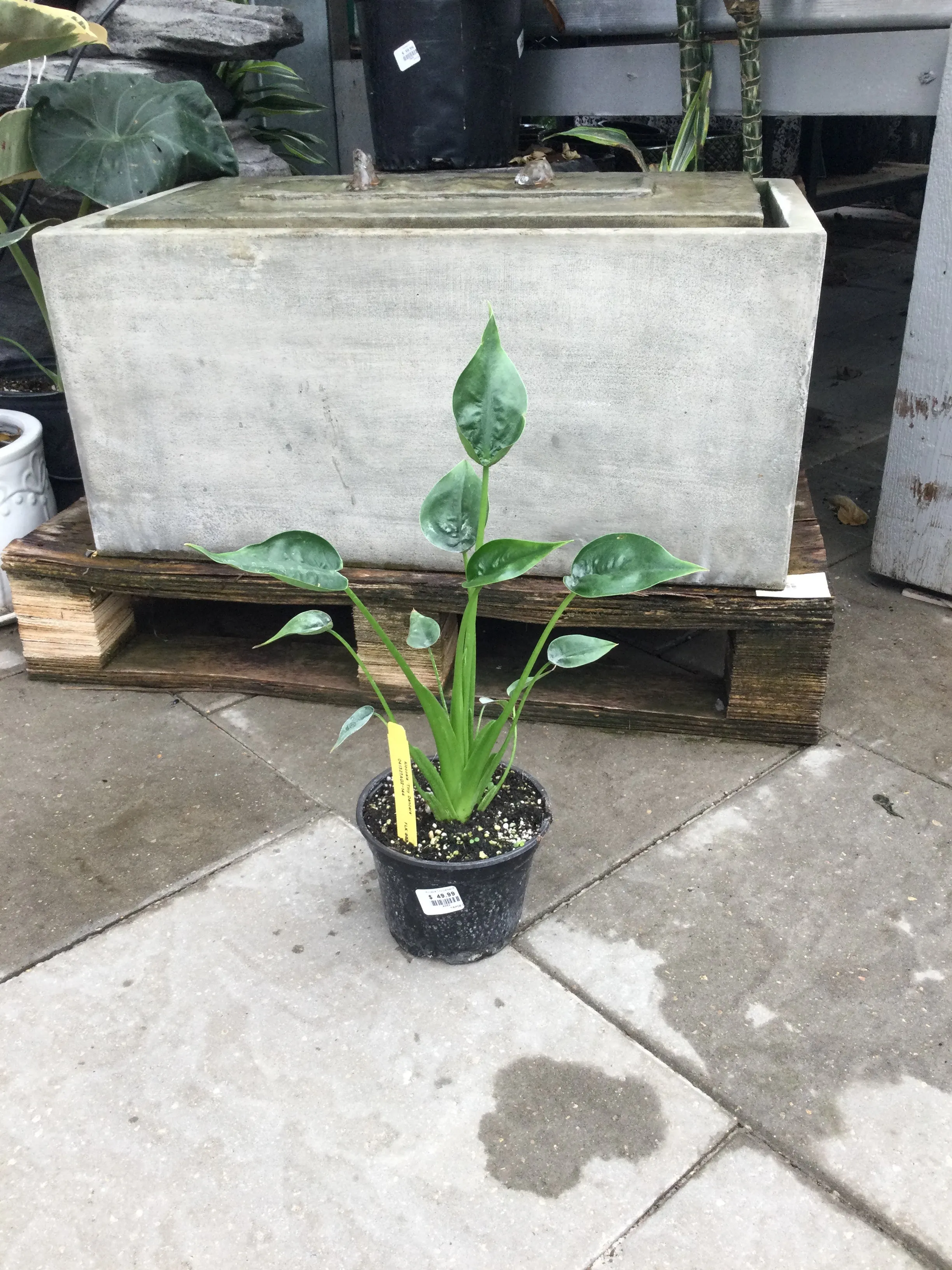 Alocasia Tiny Dancer