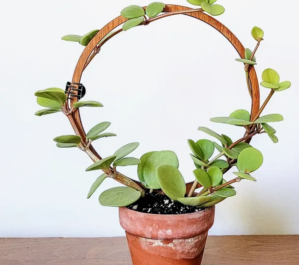 Indoor Houseplant Trellis | Single Hoop