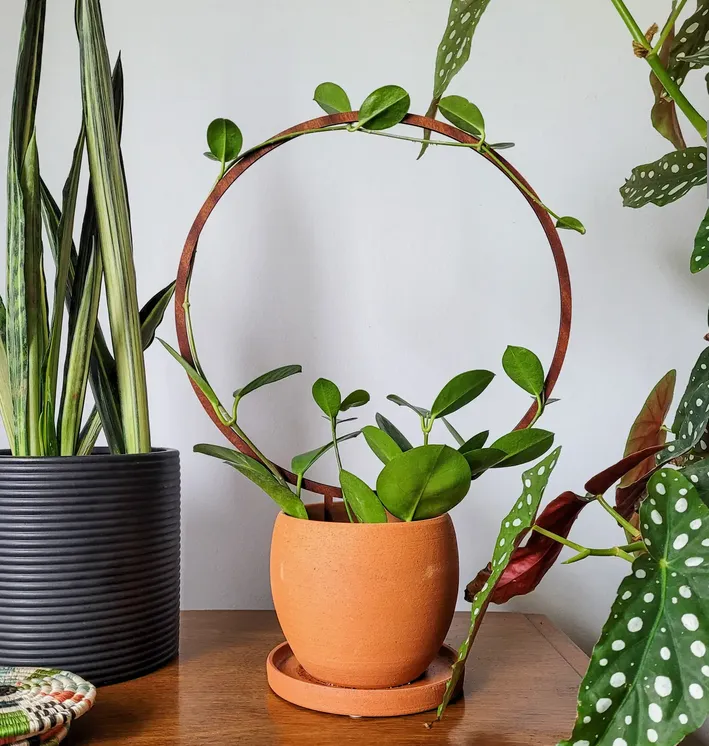 Indoor Houseplant Trellis | Single Hoop